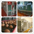 Economic price automatic Chinese chicken coop